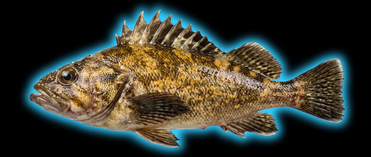 Quillback Rockfish (Sebastes maliger)