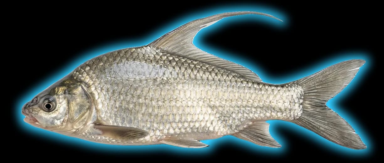 Quillback (Sebastes maliger)