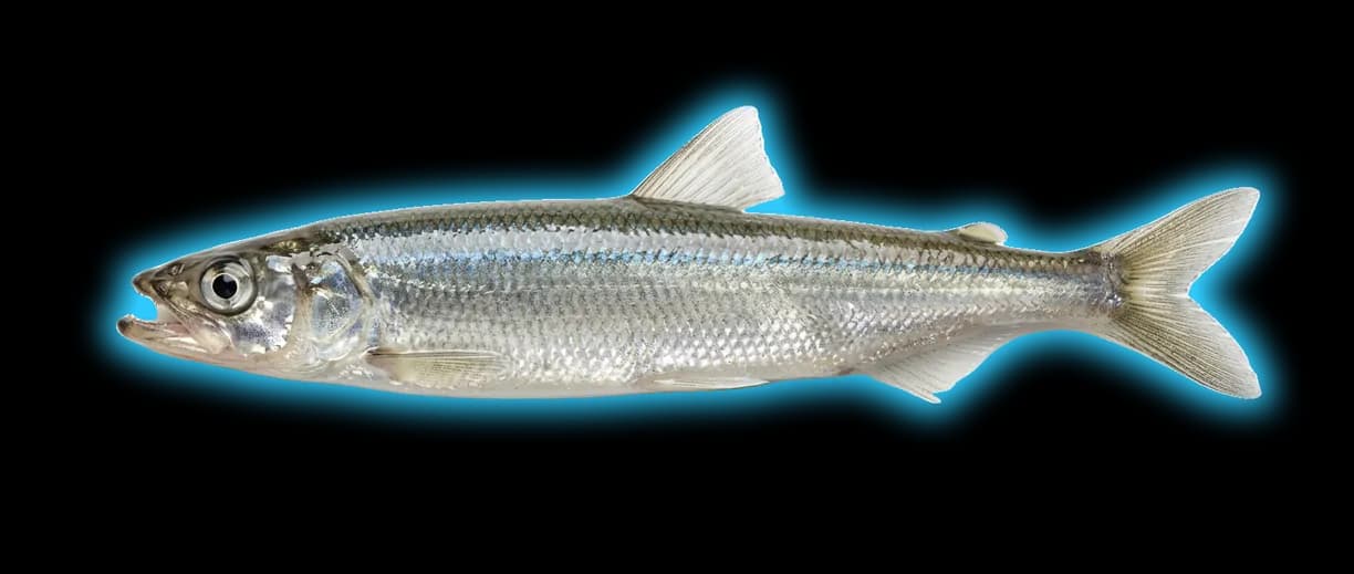 Rainbow Smelt (Osmerus mordax)