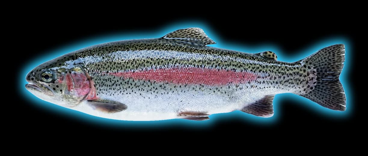 Rainbow Trout (Oncorhynchus mykiss)