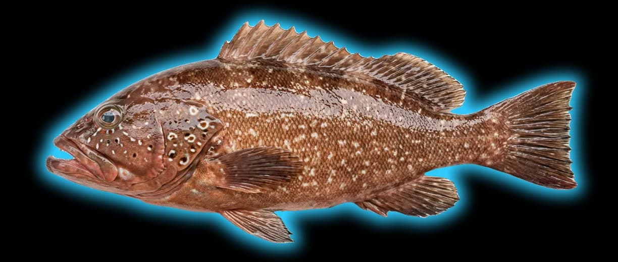 Red Grouper (Epinephelus morio)