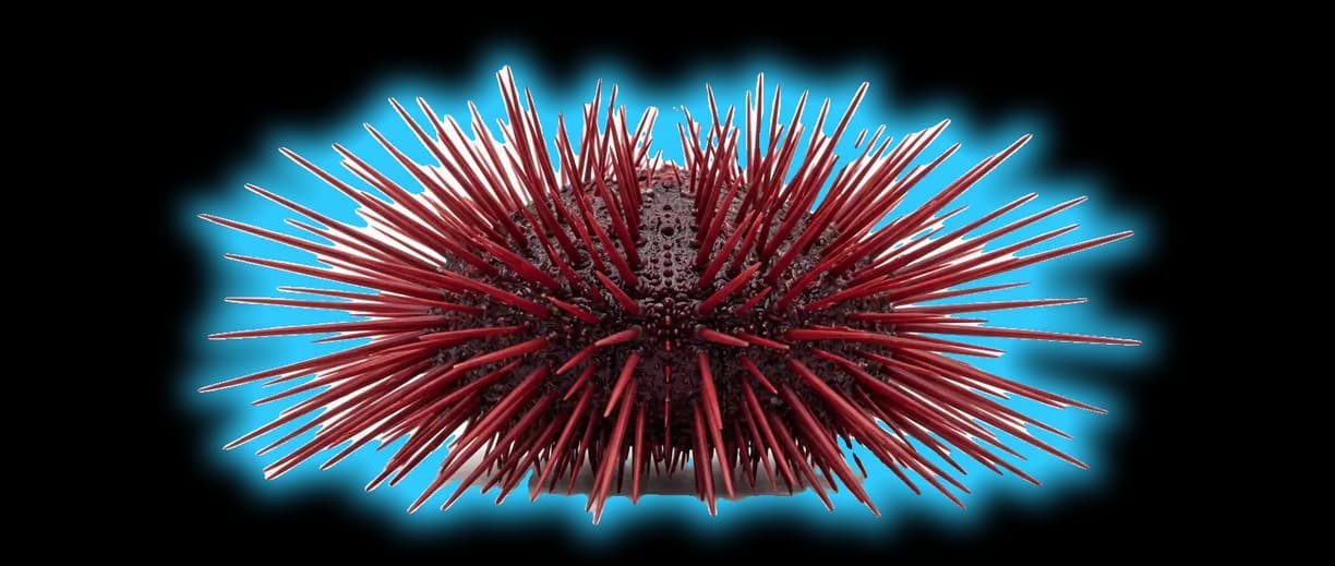 Red Sea Urchin (Mesocentrotus franciscanus)