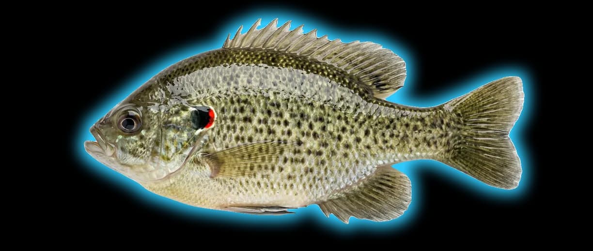 Redear Sunfish (Lepomis microlophus)