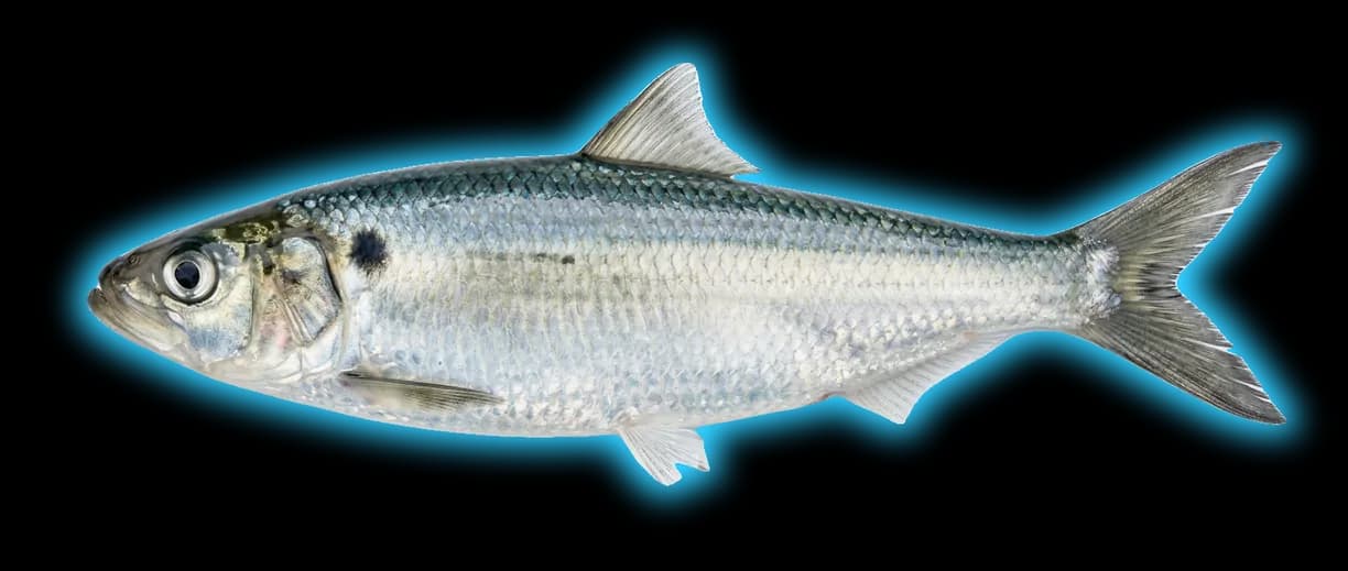 River Herring (Alosa pseudoharengus / aestivalis)