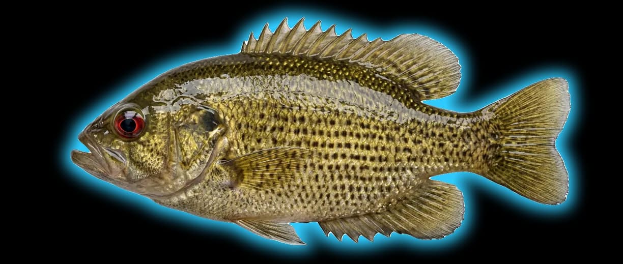 Rock Bass (Ambloplites rupestris)