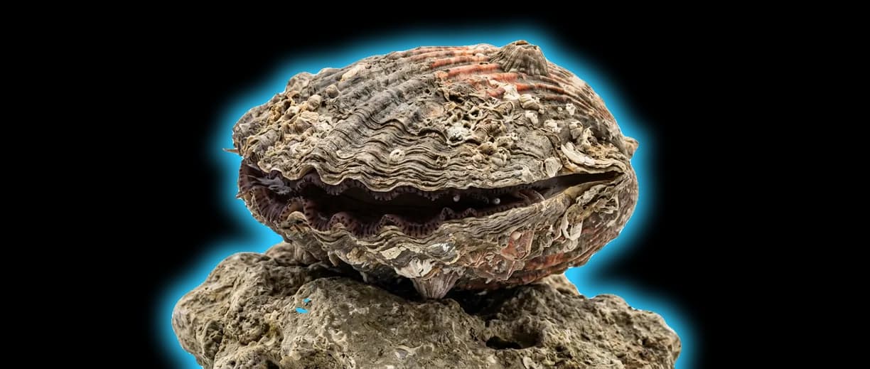 Rock Scallop (Crassadoma gigantea)