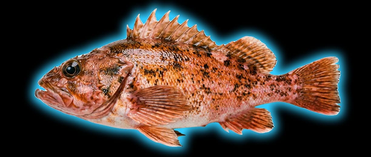 Rockfish