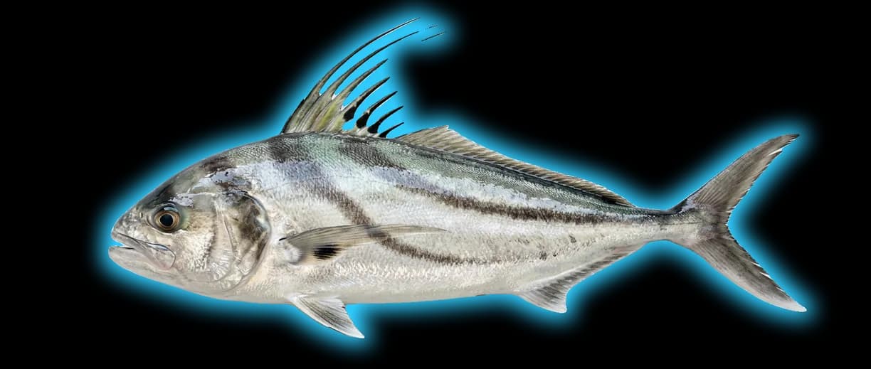 Roosterfish (Nematistius pectoralis)