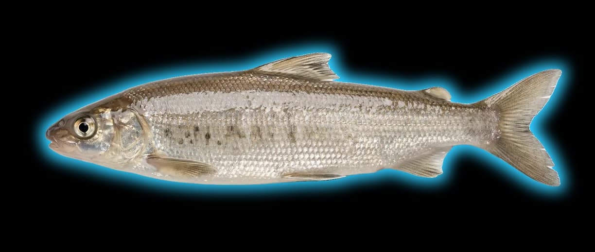 Round Whitefish (Prosopium cylindraceum)