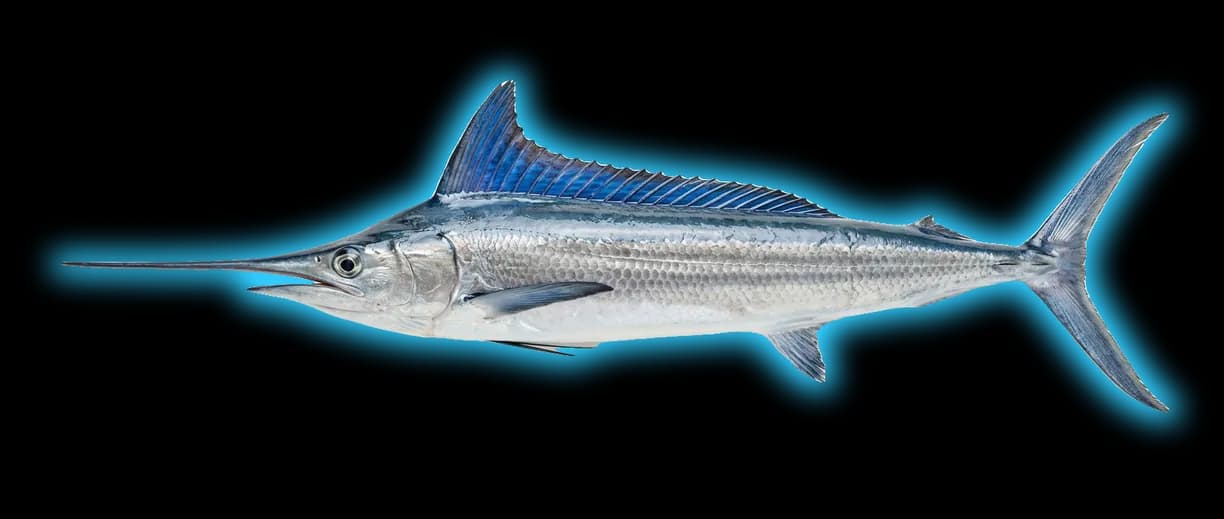 Roundscale Spearfish (Tetrapturus georgii)