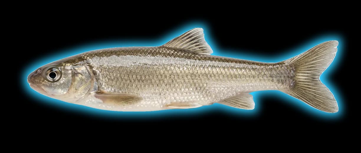 Roundtail Chub (Gila robusta)
