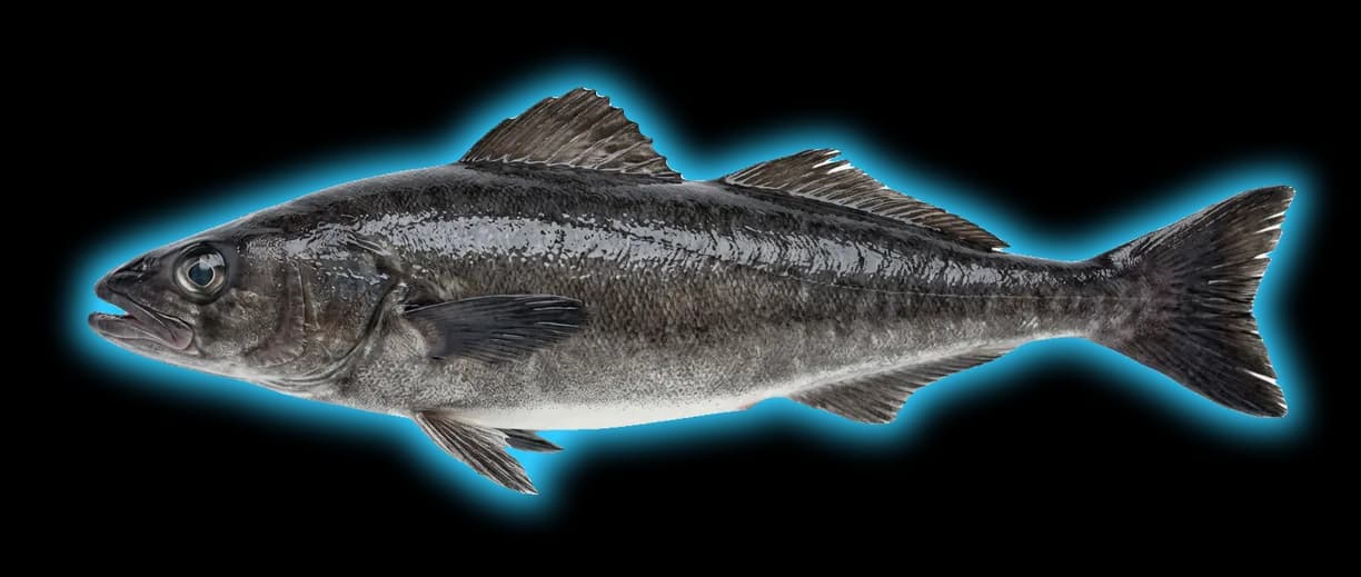 Sablefish