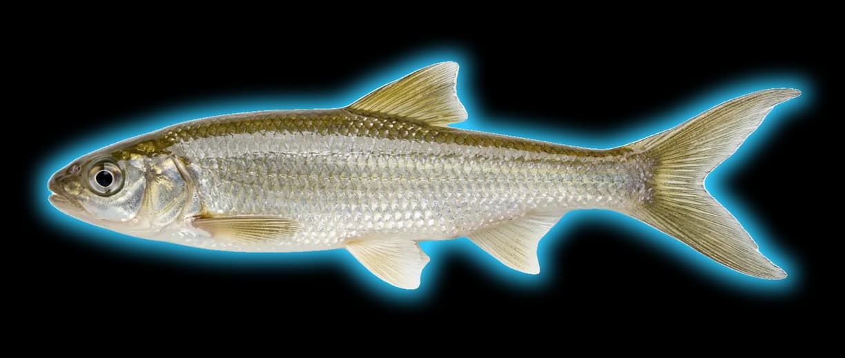 Sacramento Splittail (Pogonichthys macrolepidotus)