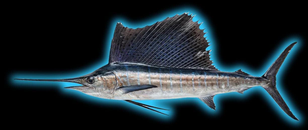 Sailfish (Istiophorus albicans)