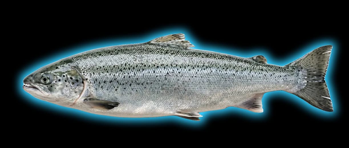 Salmon