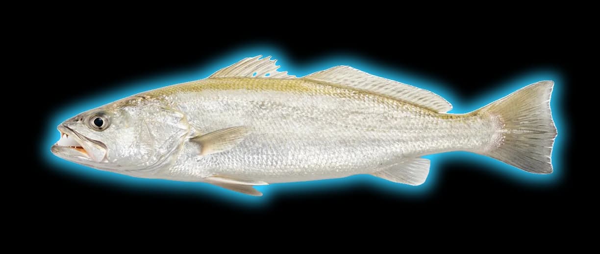 Sand Seatrout (Cynoscion arenarius)