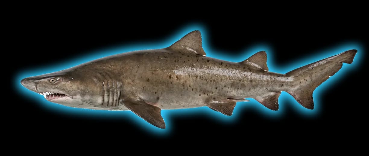 Sand Tiger Shark