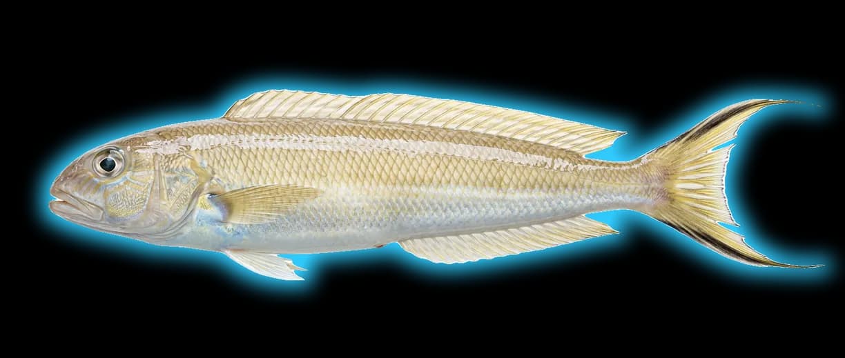 Sand Tilefish (Malacanthus latovittatus)