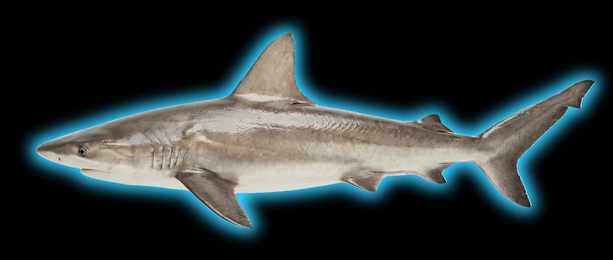 Sandbar Shark (Carcharhinus plumbeus)