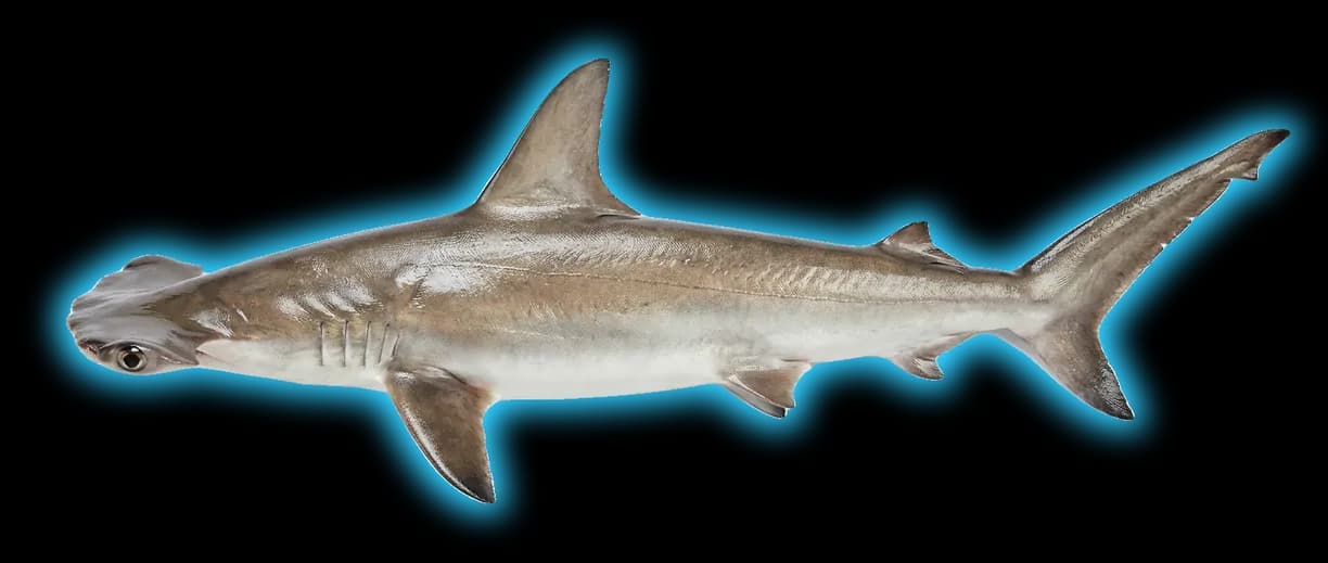 Scalloped Hammerhead Shark (Sphyrna lewini)