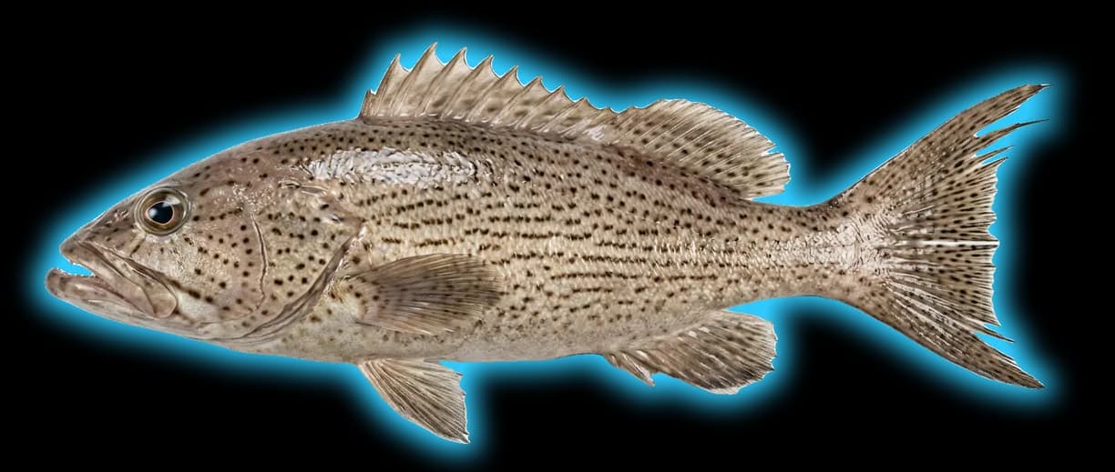 Scamp (Mycteroperca phenax)