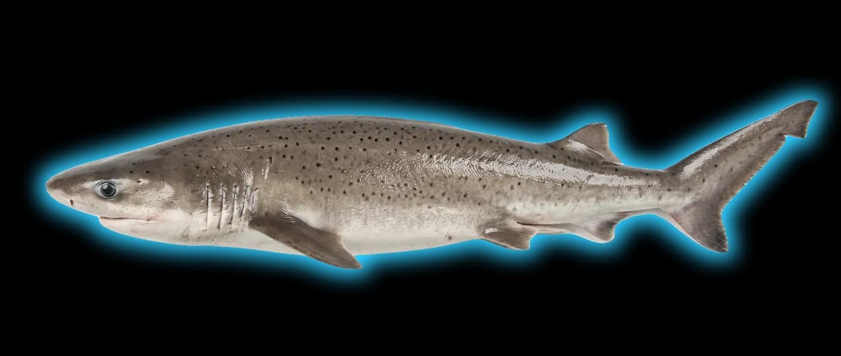 Sevengill Shark
