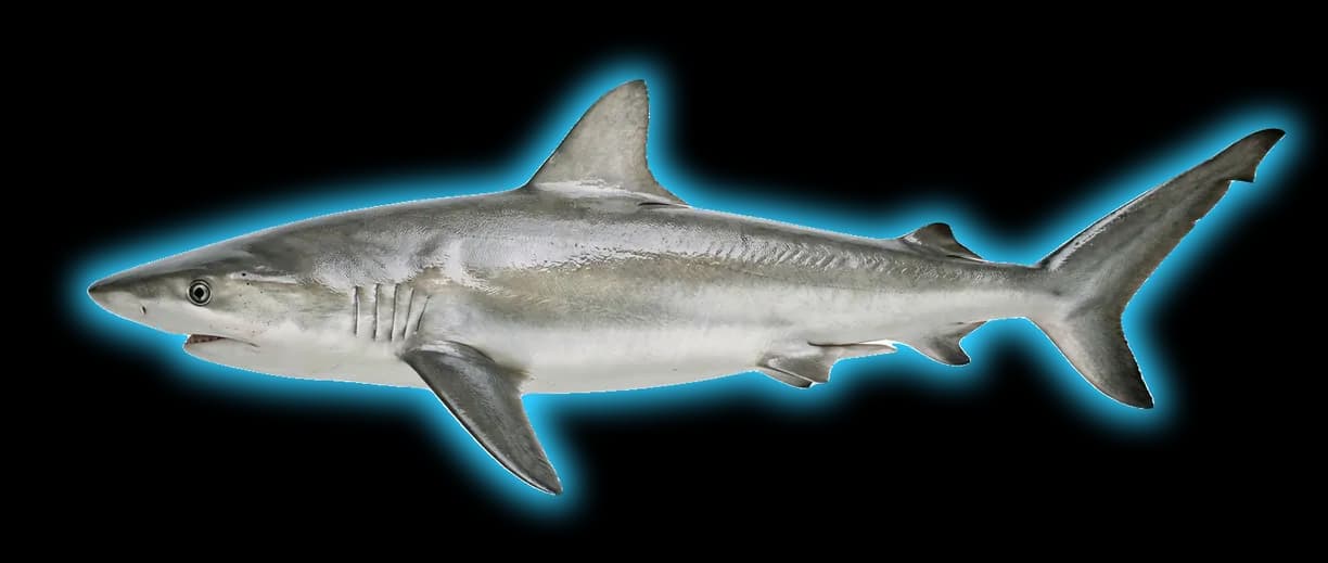 Shark