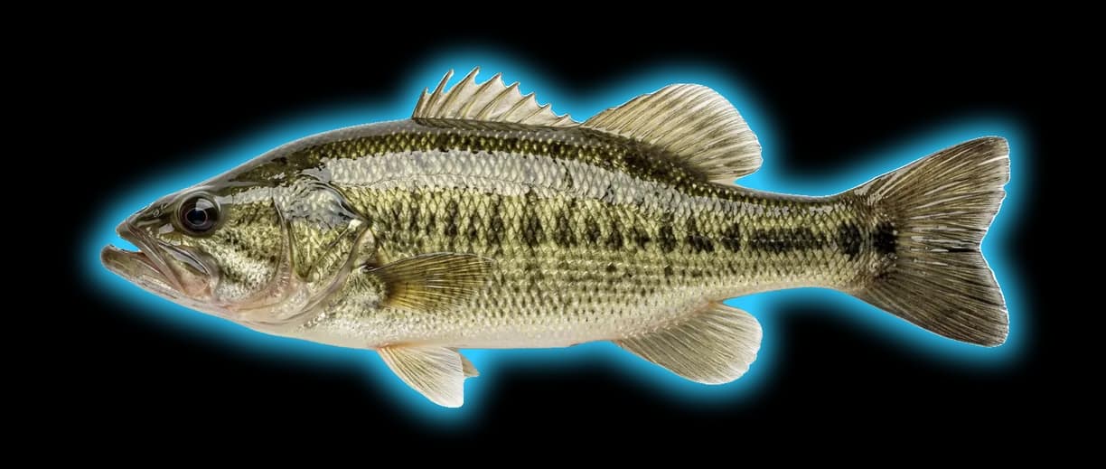 Shoal Bass (Micropterus cataractae)