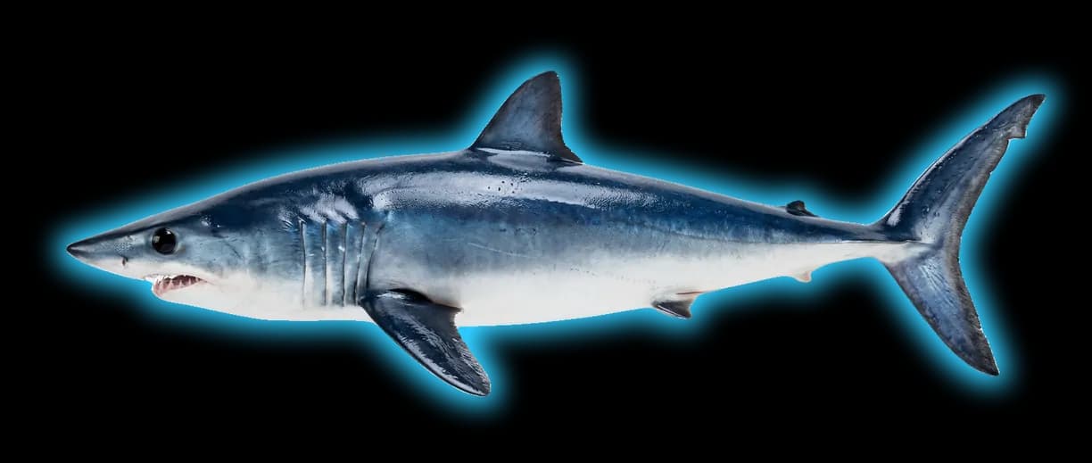 Shortfin Mako (Isurus oxyrinchus) fish identification