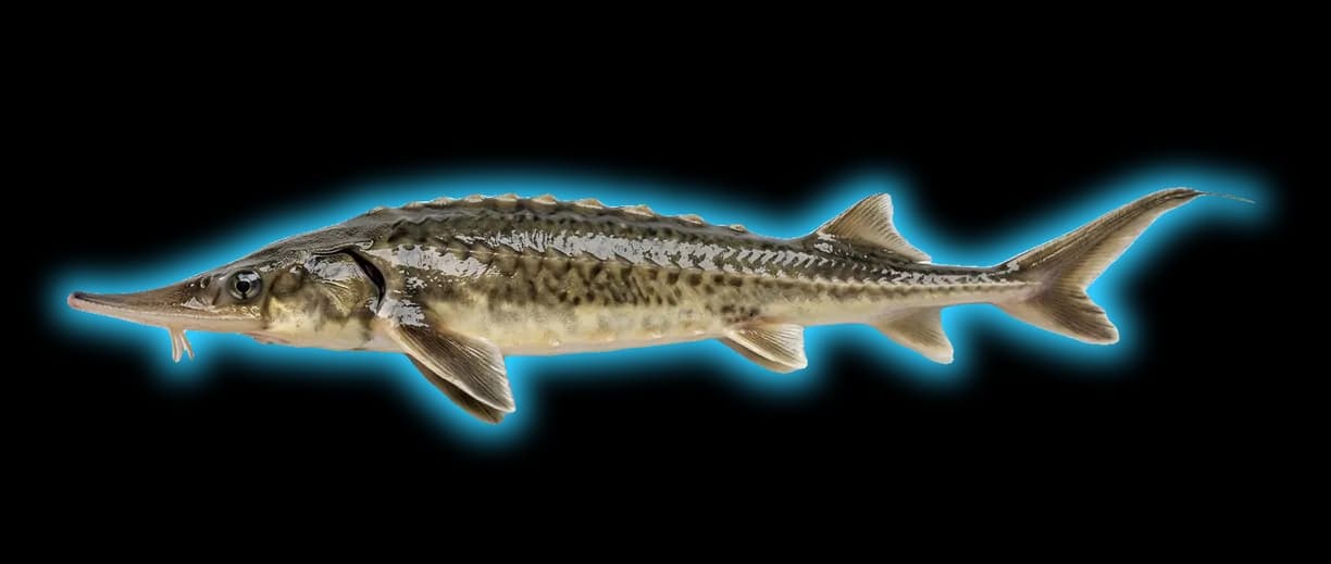 Shovelnose Sturgeon