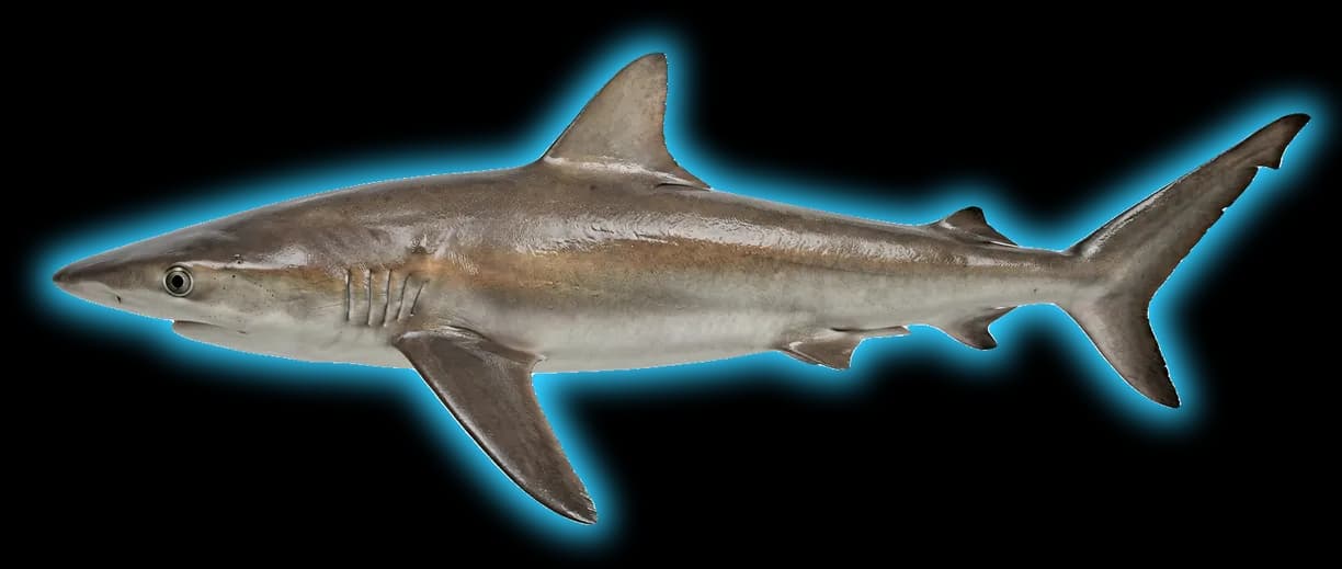 Silky Shark (Carcharhinus falciformis)