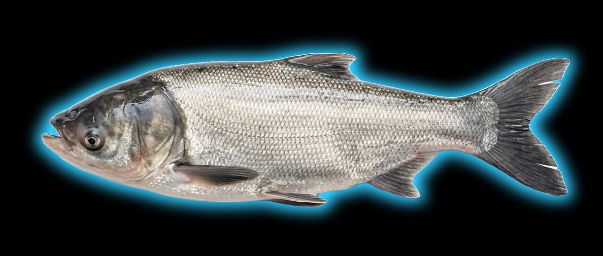Silver Carp (Xanthorhoe montanata)