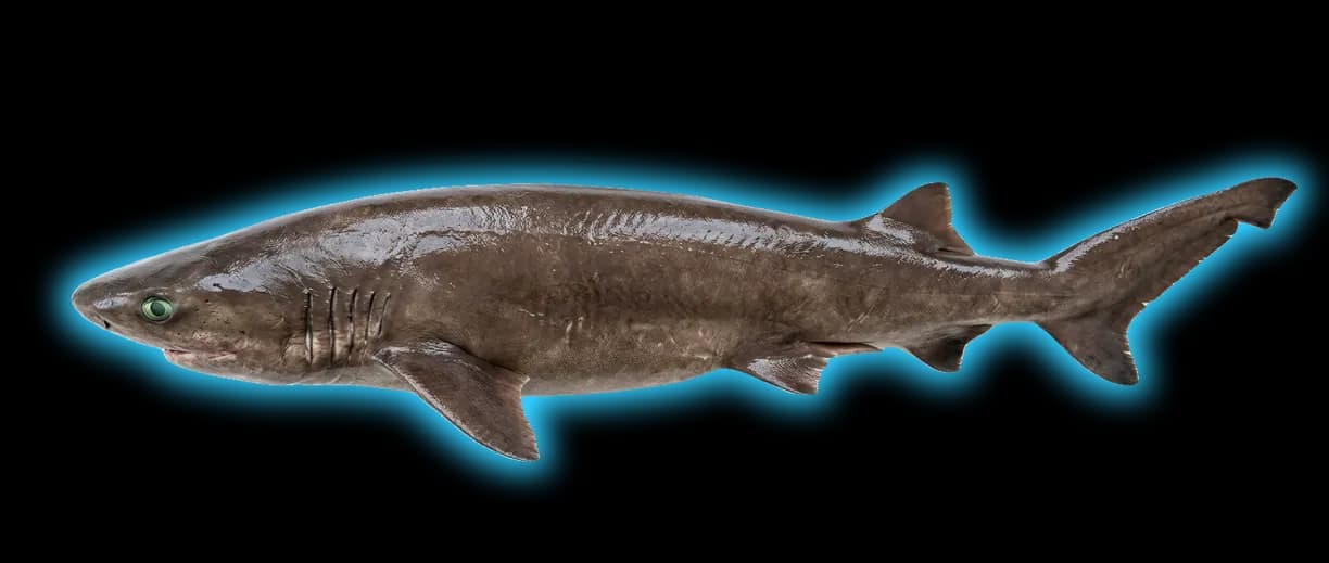 Sixgill Shark