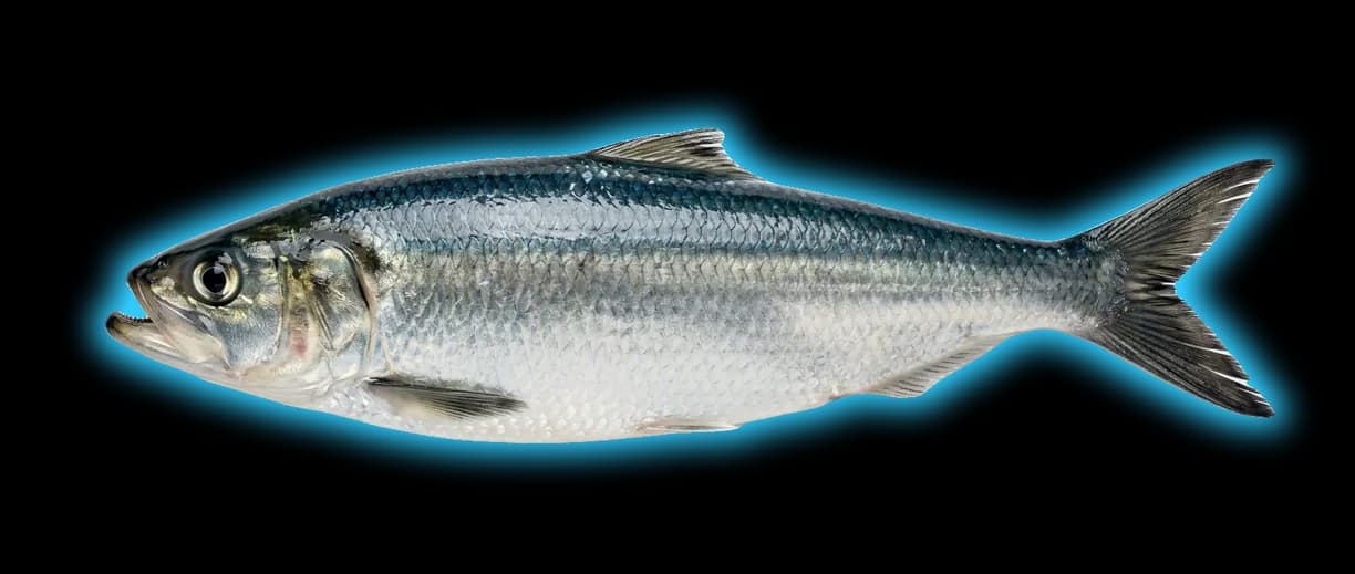 Skipjack Herring (Alosa chrysochloris)