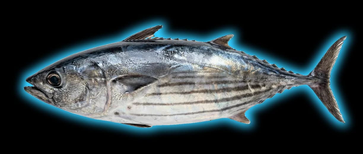 Skipjack Tuna (Katsuwonus pelamis)