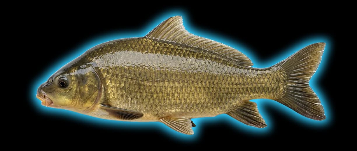 Smallmouth Buffalo (Ictiobus bubalus)