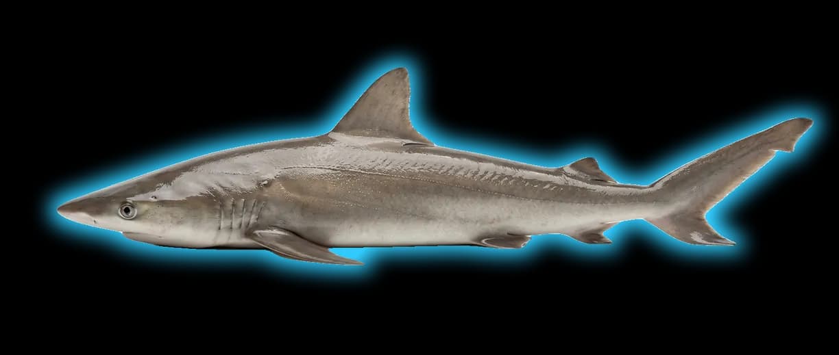 Smalltail Shark (Carcharhinus porosus)