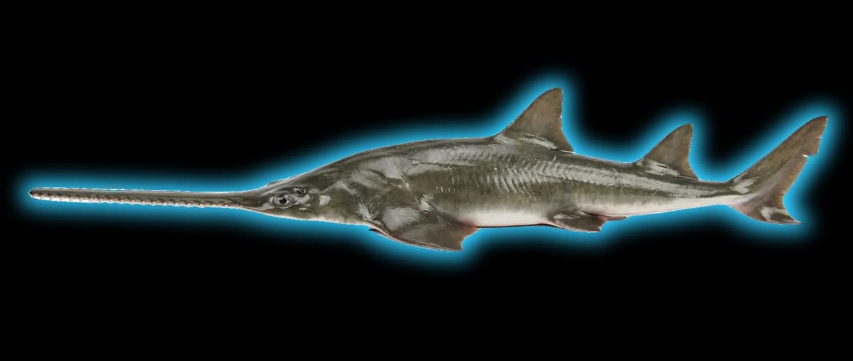 Smalltooth Sawfish (Pristis pectinata)