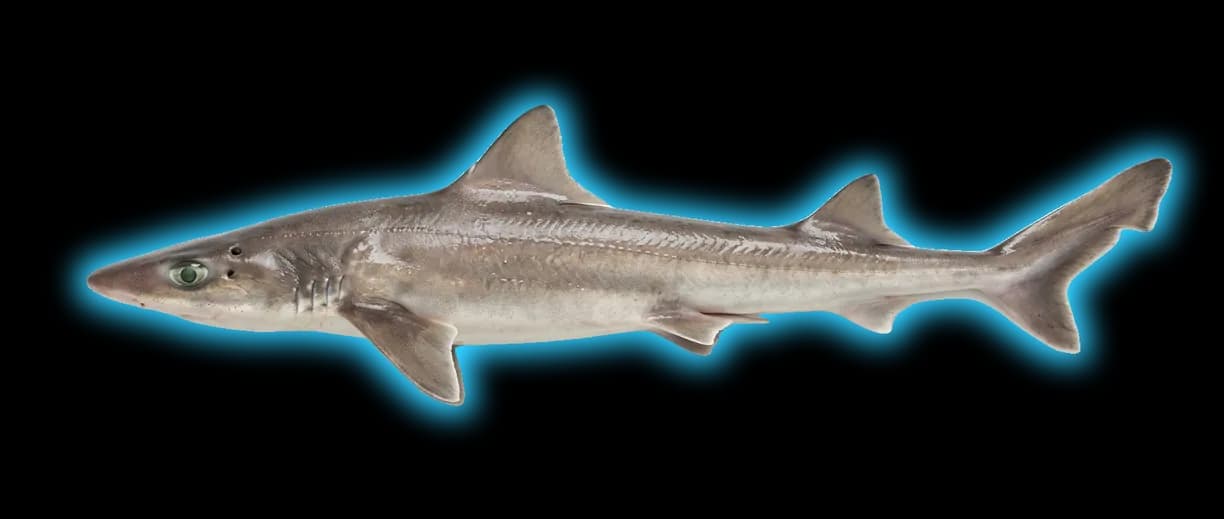 Smooth Dogfish (Mustelus canis)