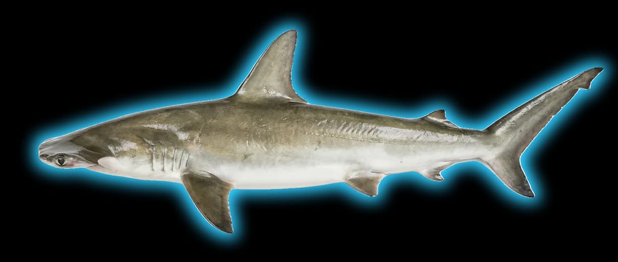 Smooth Hammerhead Shark (Sphyrna zygaena)
