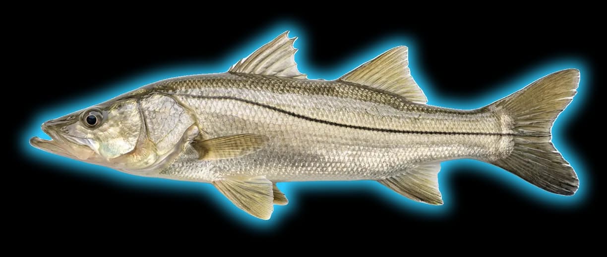 Snook