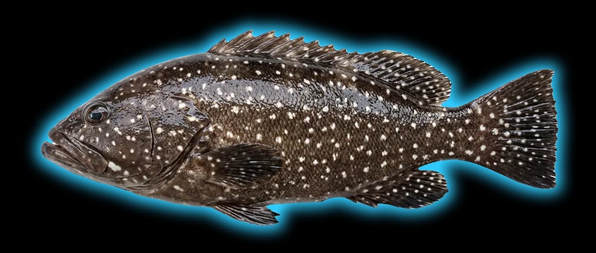Snowy Grouper (Hyporthodus niveatus)