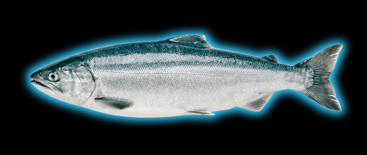 Sockeye Salmon (Oncorhynchus nerka)