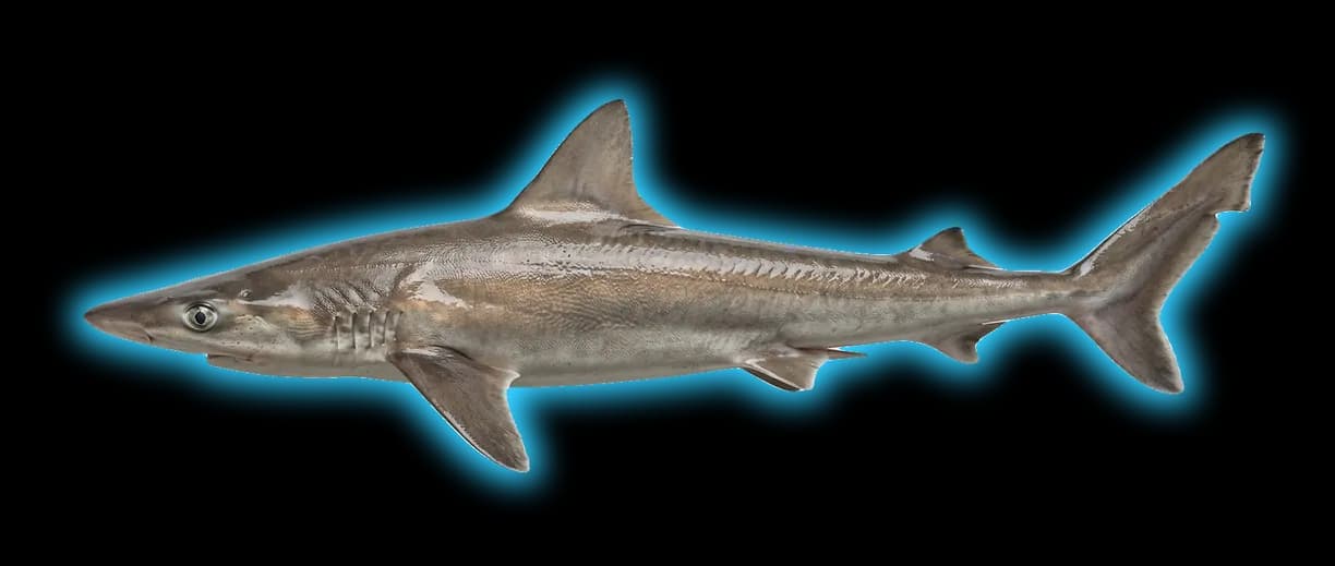 Soupfin Shark (Galeorhinus galeus)