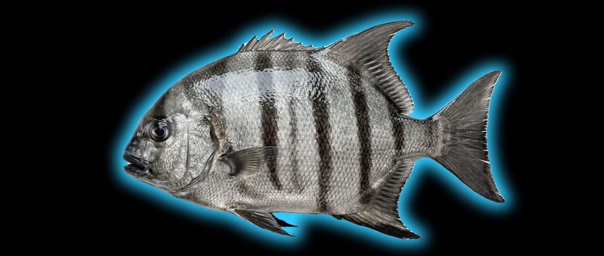 Spadefish