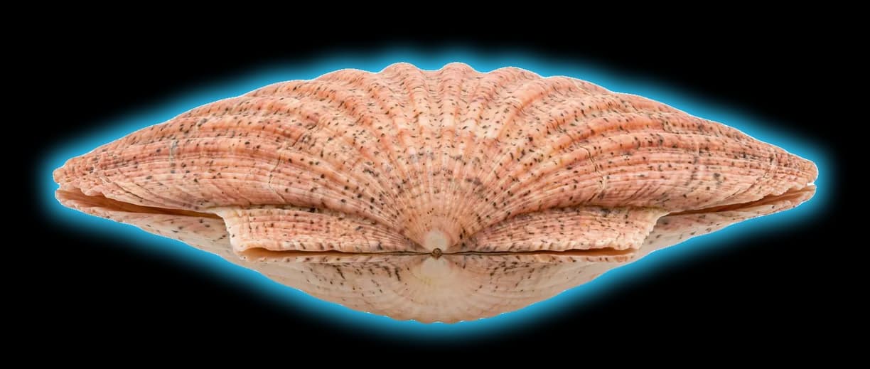 Speckled Scallop (Argopecten irradians)
