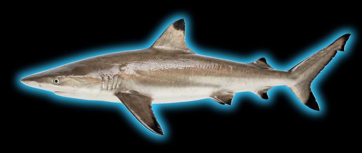 Spinner Shark (Carcharhinus brevipinna)