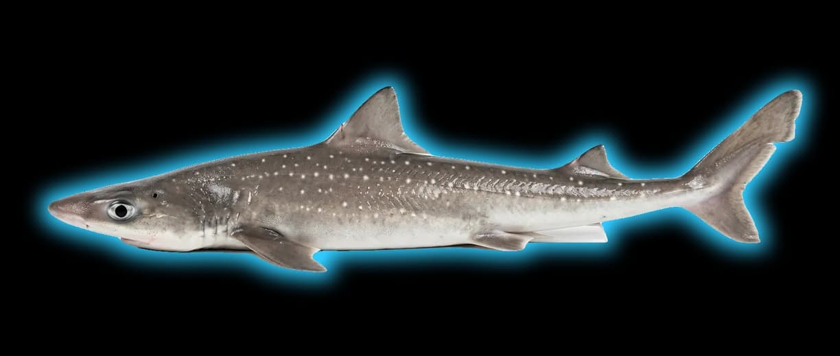 Spiny Dogfish (Squalus acanthias)