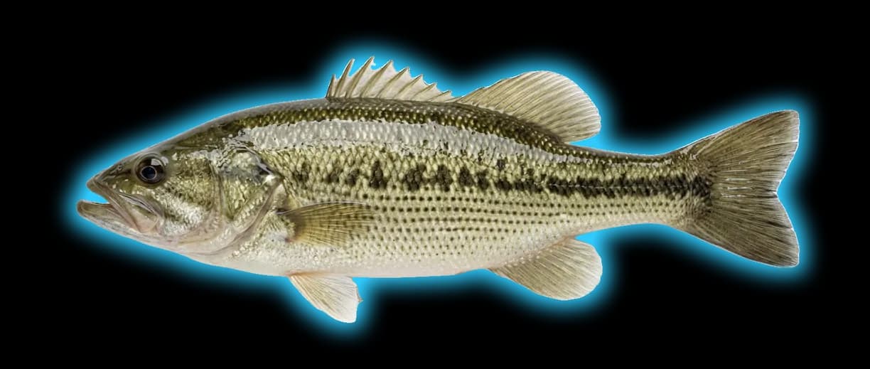 Spotted Bass (Micropterus punctulatus)