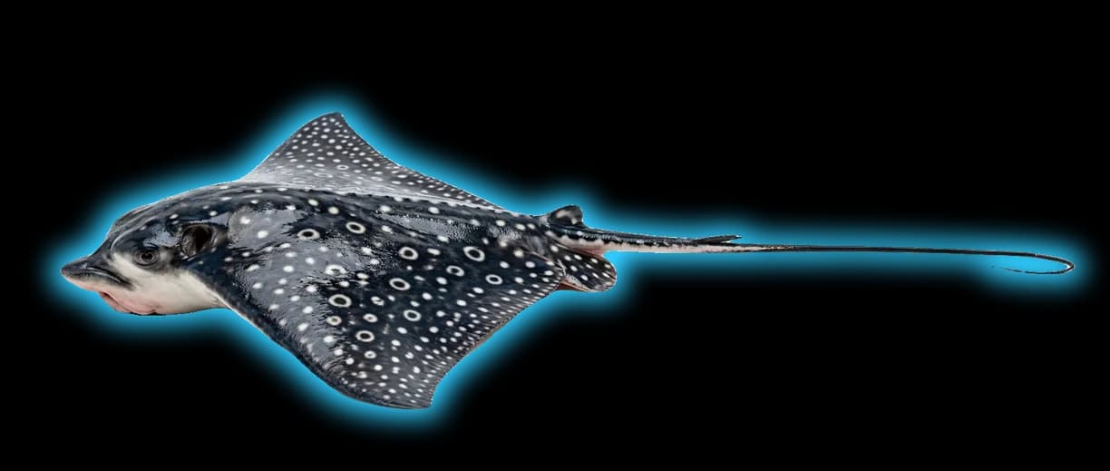 Spotted Eagle Ray (Aetobatus ocellatus)